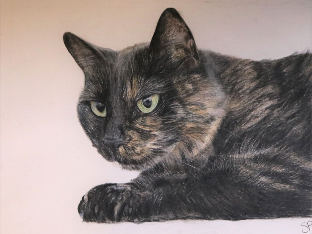 Samuel the Cat 9x12 Colored pencil Drawing by Sirena Pearl